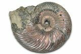Iridescent, Pyritized Ammonite (Quenstedticeras) Fossil - Russia #336225-1